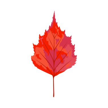 Sonbahar huş ağacı yaprağı. Yaprak düştü. Vektör illüstrasyonu.