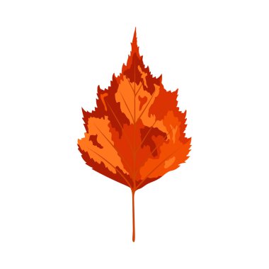 Sonbahar huş ağacı yaprağı. Yaprak düştü. Vektör illüstrasyonu.