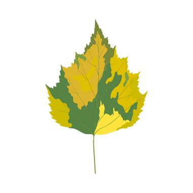Sonbahar huş ağacı yaprağı. Yaprak düştü. Vektör illüstrasyonu.