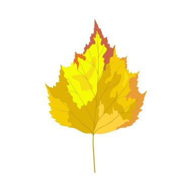 Sonbahar huş ağacı yaprağı. Yaprak düştü. Vektör illüstrasyonu.