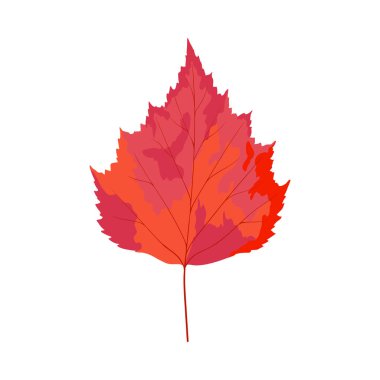 Sonbahar huş ağacı yaprağı. Yaprak düştü. Vektör illüstrasyonu.