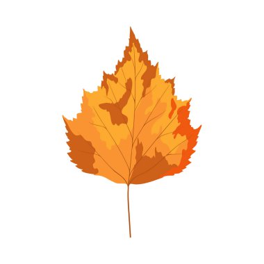 Sonbahar huş ağacı yaprağı. Yaprak düştü. Vektör illüstrasyonu.