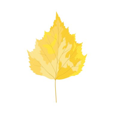 Sonbahar huş ağacı yaprağı. Yaprak düştü. Vektör illüstrasyonu.