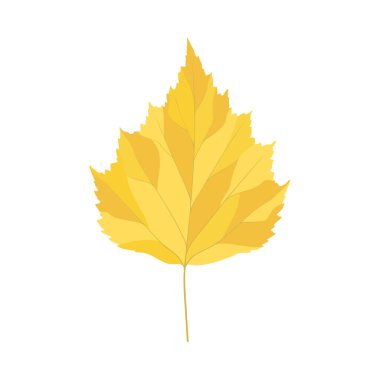 Sonbahar huş ağacı yaprağı. Yaprak düştü. Vektör illüstrasyonu.