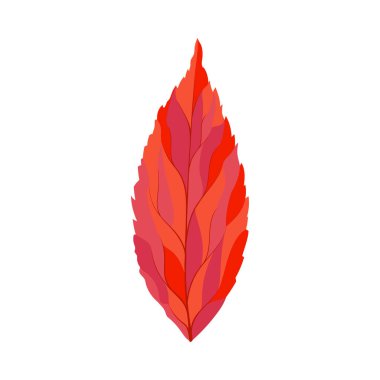 Sonbahar dişbudak ağacı yaprağı. Yaprak düştü. Vektör illüstrasyonu.