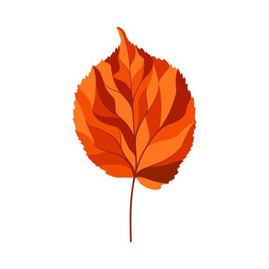 Sonbahar ıhlamur yaprağı. Yaprak düştü. Vektör illüstrasyonu.