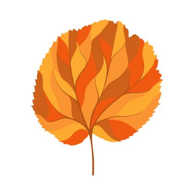 Sonbahar ıhlamur yaprağı. Yaprak düştü. Vektör illüstrasyonu.