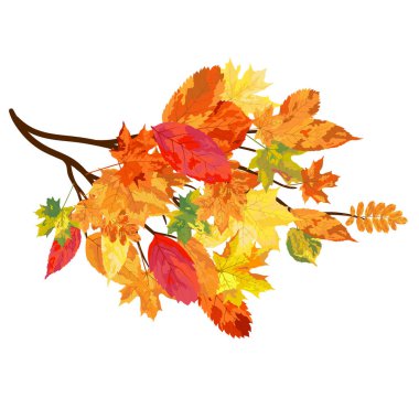 Beyaz Arkaplanda Rüzgar Yaprakları Olan Sonbahar Çerçevesi. Zarif Tasarım. Vektör İllüstrasyonu.