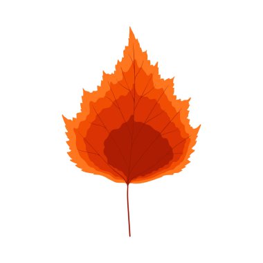 Sonbahar huş ağacı yaprağı. Yaprak düştü. Vektör illüstrasyonu.