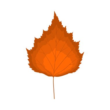 Sonbahar huş ağacı yaprağı. Yaprak düştü. Vektör illüstrasyonu.