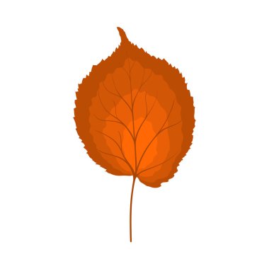 Sonbahar ıhlamur yaprağı. Yaprak düştü. Vektör illüstrasyonu.