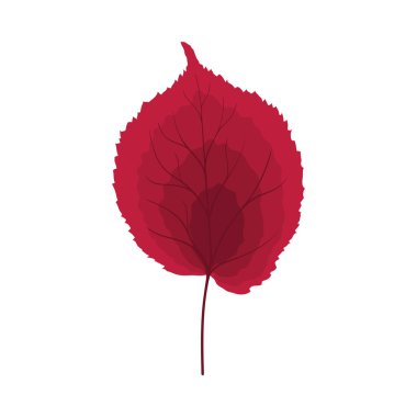 Sonbahar ıhlamur yaprağı. Yaprak düştü. Vektör illüstrasyonu.