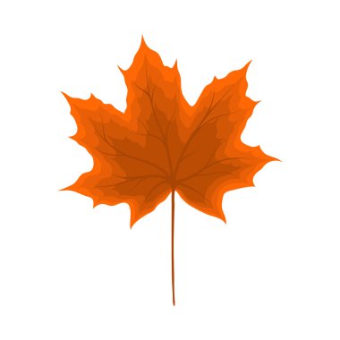 Sonbahar akçaağaç yaprağı. Yaprak düştü. Vektör illüstrasyonu.