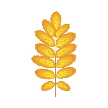 Autumn Rowan yaprağı. Yaprak düştü. Vektör illüstrasyonu.