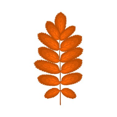 Autumn Rowan yaprağı. Yaprak düştü. Vektör illüstrasyonu.