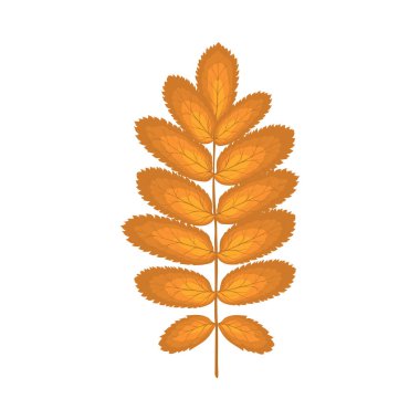 Autumn Rowan yaprağı. Yaprak düştü. Vektör illüstrasyonu.