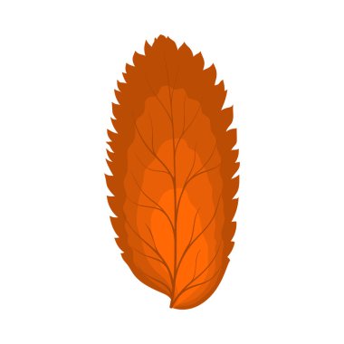 Autumn Rowan yaprağı. Yaprak düştü. Vektör illüstrasyonu.