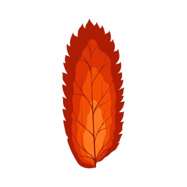 Autumn Rowan yaprağı. Yaprak düştü. Vektör illüstrasyonu.