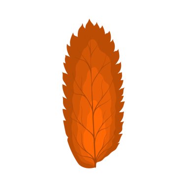 Autumn Rowan yaprağı. Yaprak düştü. Vektör illüstrasyonu.