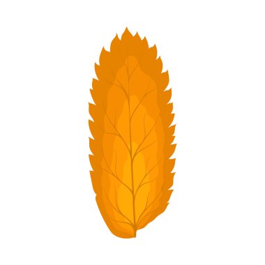 Autumn Rowan yaprağı. Yaprak düştü. Vektör illüstrasyonu.