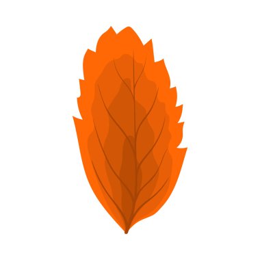 Autumn Rowan yaprağı. Yaprak düştü. Vektör illüstrasyonu.