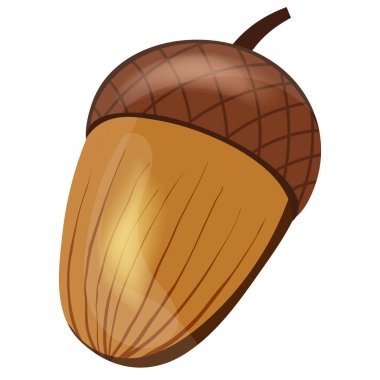 Meşe palamudu karikatürü beyaz arka planda izole edilmiş vektör çizimi. Meşe ağacı meyvesi. Parıltılı gerçekçi palamut çizimi.