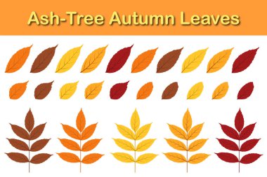 Sonbahar kül ağacı yaprağı seti. Sonbahar yaprakları düşer. Vektör illüstrasyonu.