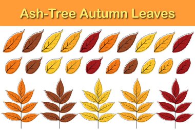 Sonbahar kül ağacı yaprağı seti. Sonbahar dişbudak ağacı yaprakları karalama çizimi tarzında. Vektör illüstrasyonu.