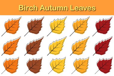 Sonbahar huş ağacı yaprağı seti. Sonbahar yaprakları düşer. Vektör illüstrasyonu.