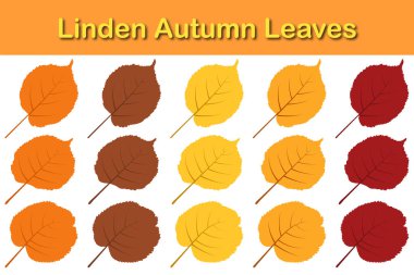 Sonbahar ıhlamur yaprağı seti. Sonbahar yaprakları düşer. Vektör illüstrasyonu.