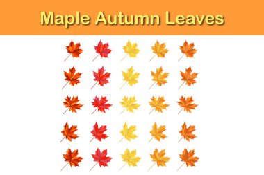 Sonbahar akçaağaç yaprağı seti. Sonbahar yaprakları dökülüyor. Vektör illüstrasyonu.