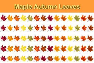Sonbahar akçaağaç yaprağı seti. Sonbahar yaprakları dökülüyor. Vektör illüstrasyonu.