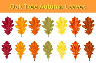 Sonbahar meşe yaprağı seti. Yapraklar dökülüyor. Vektör illüstrasyonu.