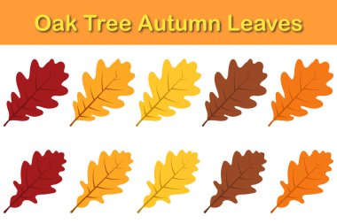 Sonbahar meşe yaprağı seti. Yapraklar dökülüyor. Vektör illüstrasyonu.