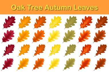 Sonbahar meşe yaprağı seti. Yapraklar dökülüyor. Vektör illüstrasyonu.