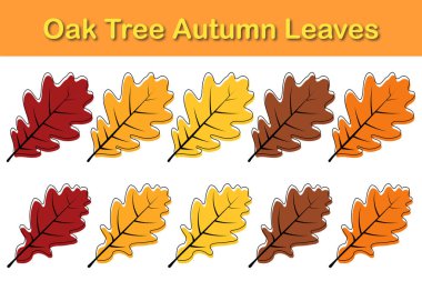 Sonbahar meşe yaprağı seti. Yapraklar dökülüyor. Vektör illüstrasyonu.