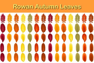 Sonbahar Rowan yaprağı seti. Yapraklar dökülüyor. Vektör illüstrasyonu.