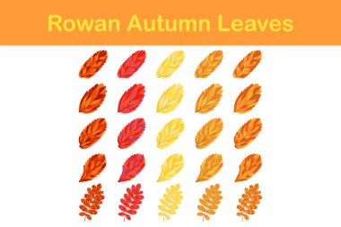 Sonbahar Rowan yaprağı seti. Yapraklar dökülüyor. Vektör illüstrasyonu.