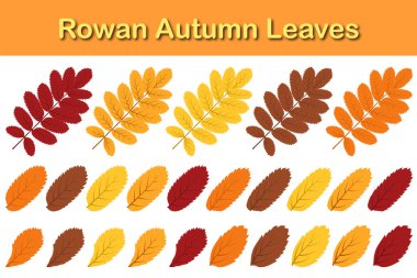 Sonbahar Rowan yaprağı seti. Yapraklar dökülüyor. Vektör illüstrasyonu.