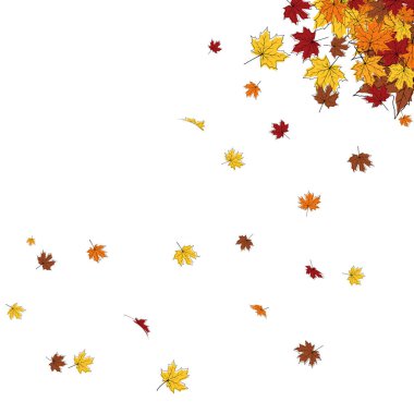 Beyaz arka planda akçaağaç yaprakları uçuşan sonbahar çerçevesi. Şık akçaağaç gülü çizim karalama tasarımı. Vektör İllüstrasyonu.