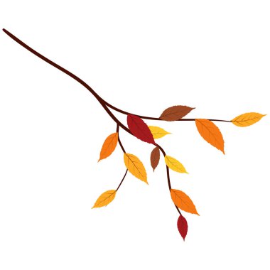 Sonbahar dişbudak ağacı dalları. Vektör illüstrasyonu.