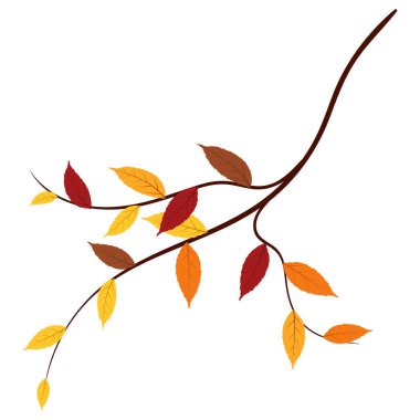 Sonbahar dişbudak ağacı dalları. Vektör illüstrasyonu.