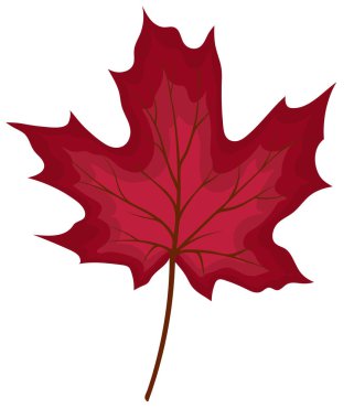 Sonbahar akçaağaç yaprağı. Sonbahar yaprağı. Vektör illüstrasyonu.