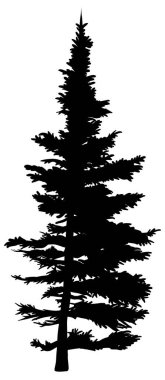 Köknar ağacının silueti. Köknar ormanı, noel ve yeni yıl teması için farklı tasarımlar yapmak üzere ayrıntılı siluet. Vektör illüstrasyonu.