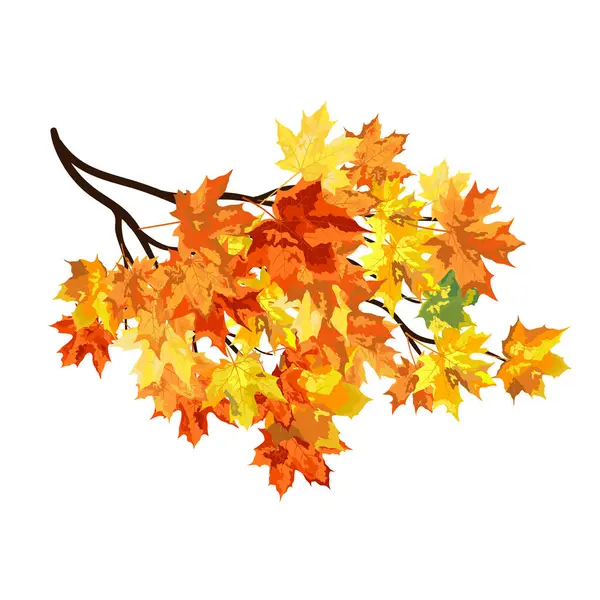 Blowing Maple 'ın Beyaz Arkaplanda Bıraktığı Sonbahar Çerçevesi. Zarif Tasarım. Vektör İllüstrasyonu.