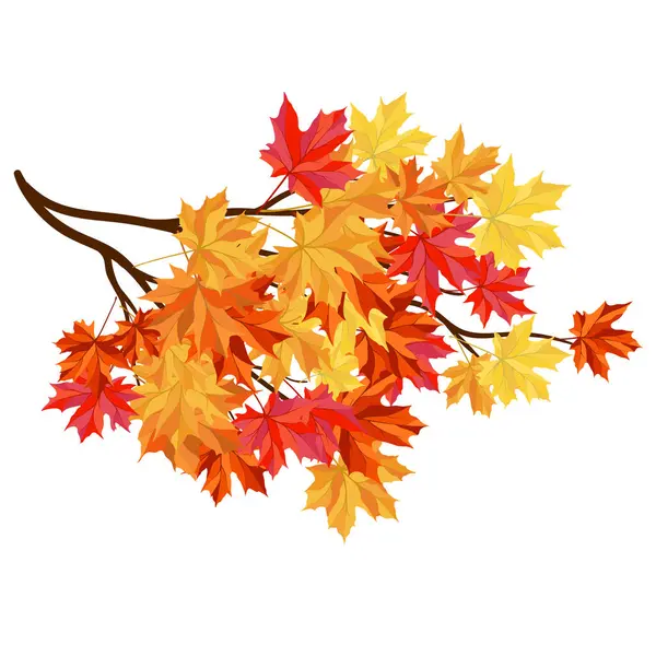 Blowing Maple 'ın Beyaz Arkaplanda Bıraktığı Sonbahar Çerçevesi. Zarif Tasarım. Vektör İllüstrasyonu.