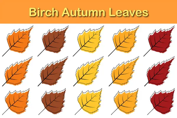 Sonbahar huş ağacı yaprağı seti. Sonbahar yaprakları düşer. Vektör illüstrasyonu.