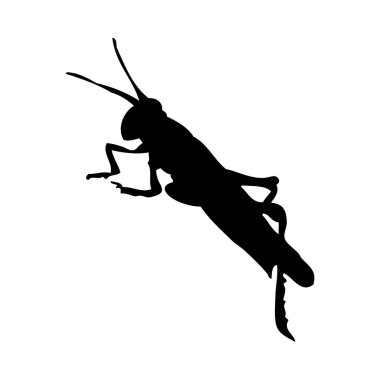 Çekirge silueti. Çekirge yakından çekilmiş. Beyaz arkaplanda vektör çekirge simgesi.