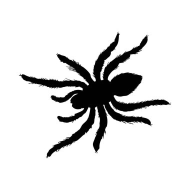 Örümcek silueti. Örümceğin yakın çekimi detaylı. Beyaz arkaplanda vektör örümcek simgesi.