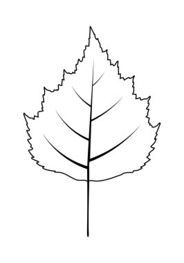 Sonbahar huş ağacı yaprağı. Sonbahar yaprakları dökülüyor. Vektör illüstrasyonu.